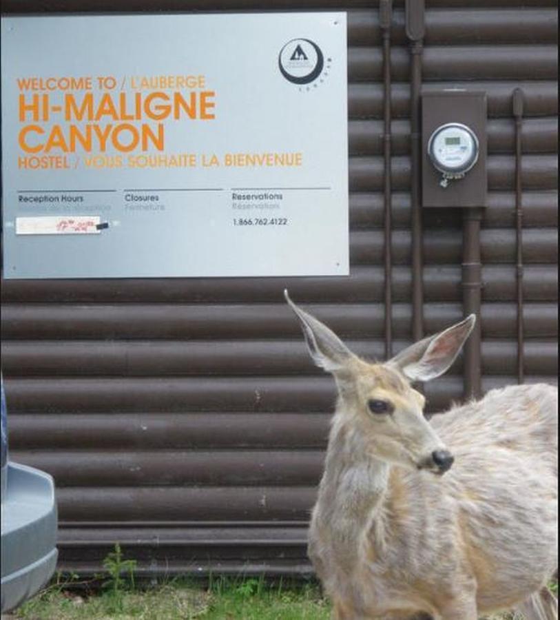 Hi Maligne Canyon - Hostel Jasper Zewnętrze zdjęcie